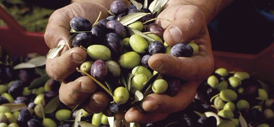 Olives | greek foodtales