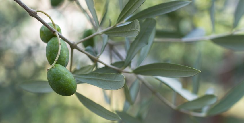 Extreme close-up of an olive branch with three olives