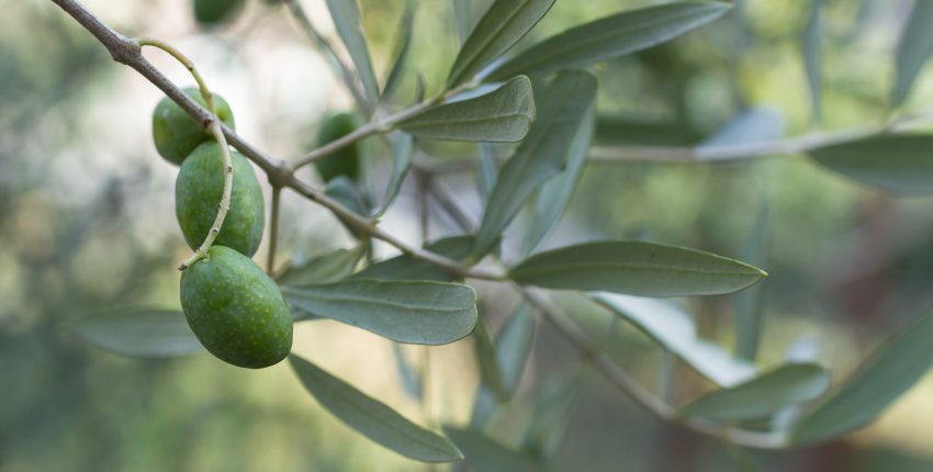 Olive Extreme close-up of an olive branch with three olives